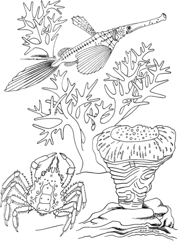 Sea Crab And Trumpet Fish Coloring Page